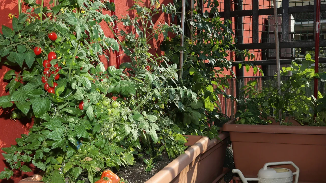 Caldo in giardino: cosa fare ora per evitare che i pomodori soffrano l’afa