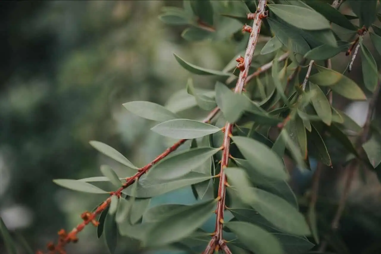 Olio essenziale di melaleuca: benefici, usi e curiosità del celebre rimedio naturale