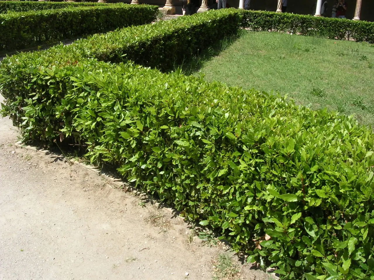 Piante frangivento: quali scegliere e perché sono importanti anche in giardino