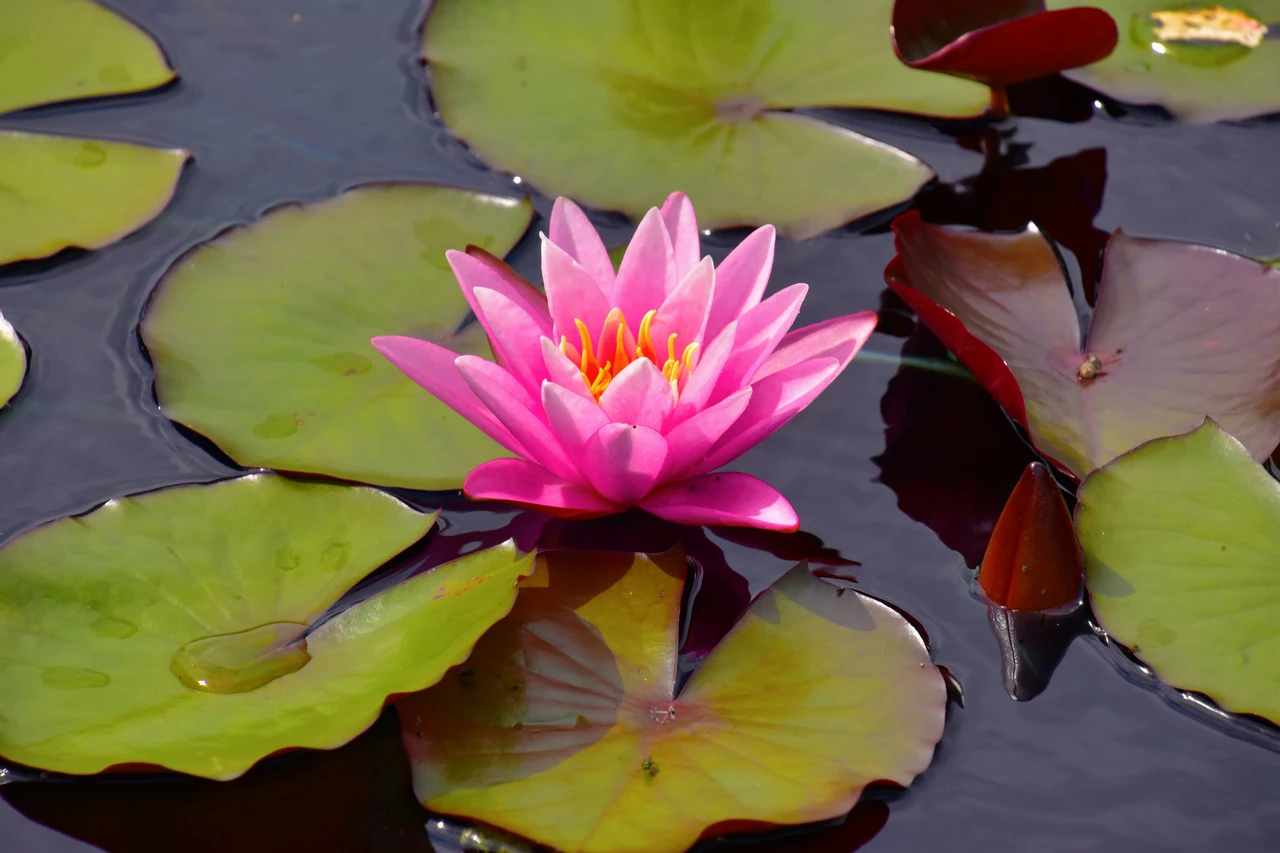 Scopri le piante acquatiche: quali sono, dove vivono e perché sono importanti per l’ambiente