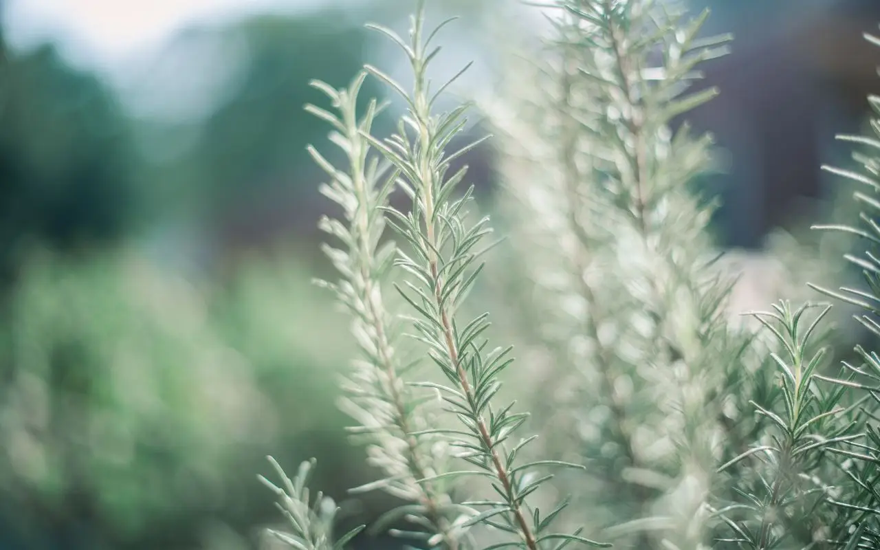 Il significato nascosto dell’artemisia: la pianta che protegge la casa dalle energie negative