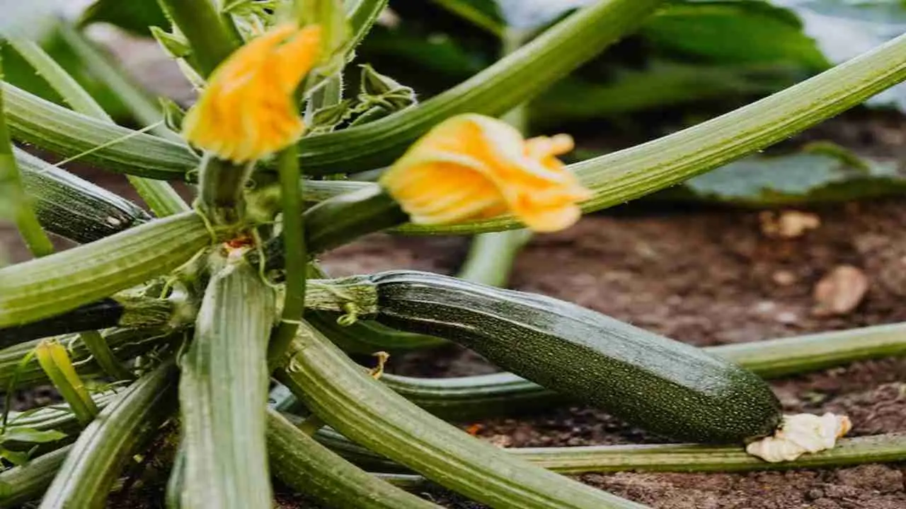 Mangiare le zucchine crude fa bene o male: ecco la verità su come consumarle e i benefici per la salute
