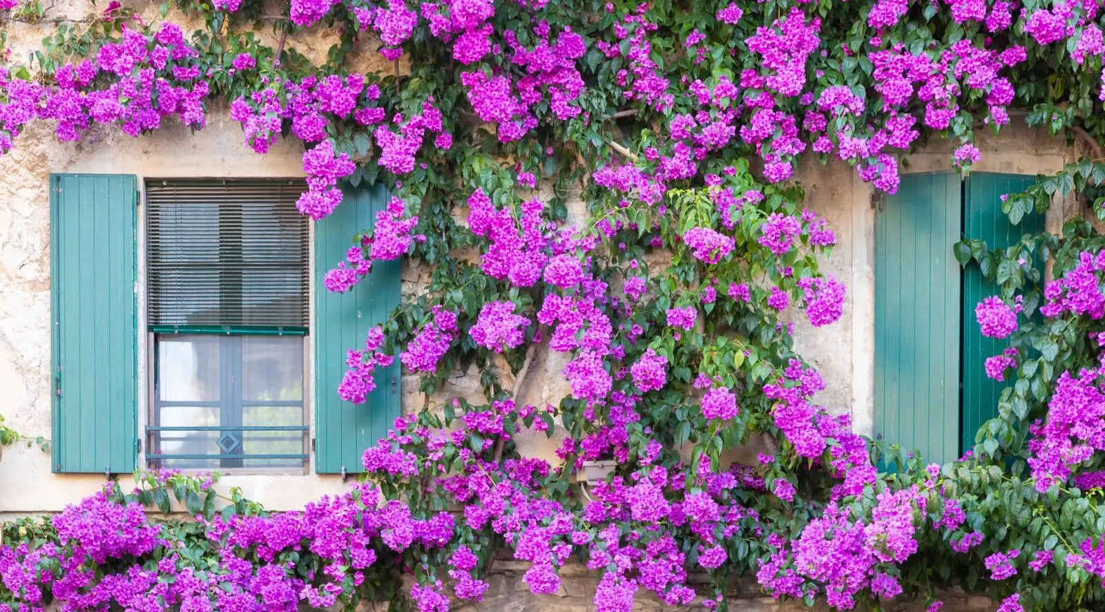 Le 10 piante tappezzanti che trasformano subito il giardino (senza fatica)