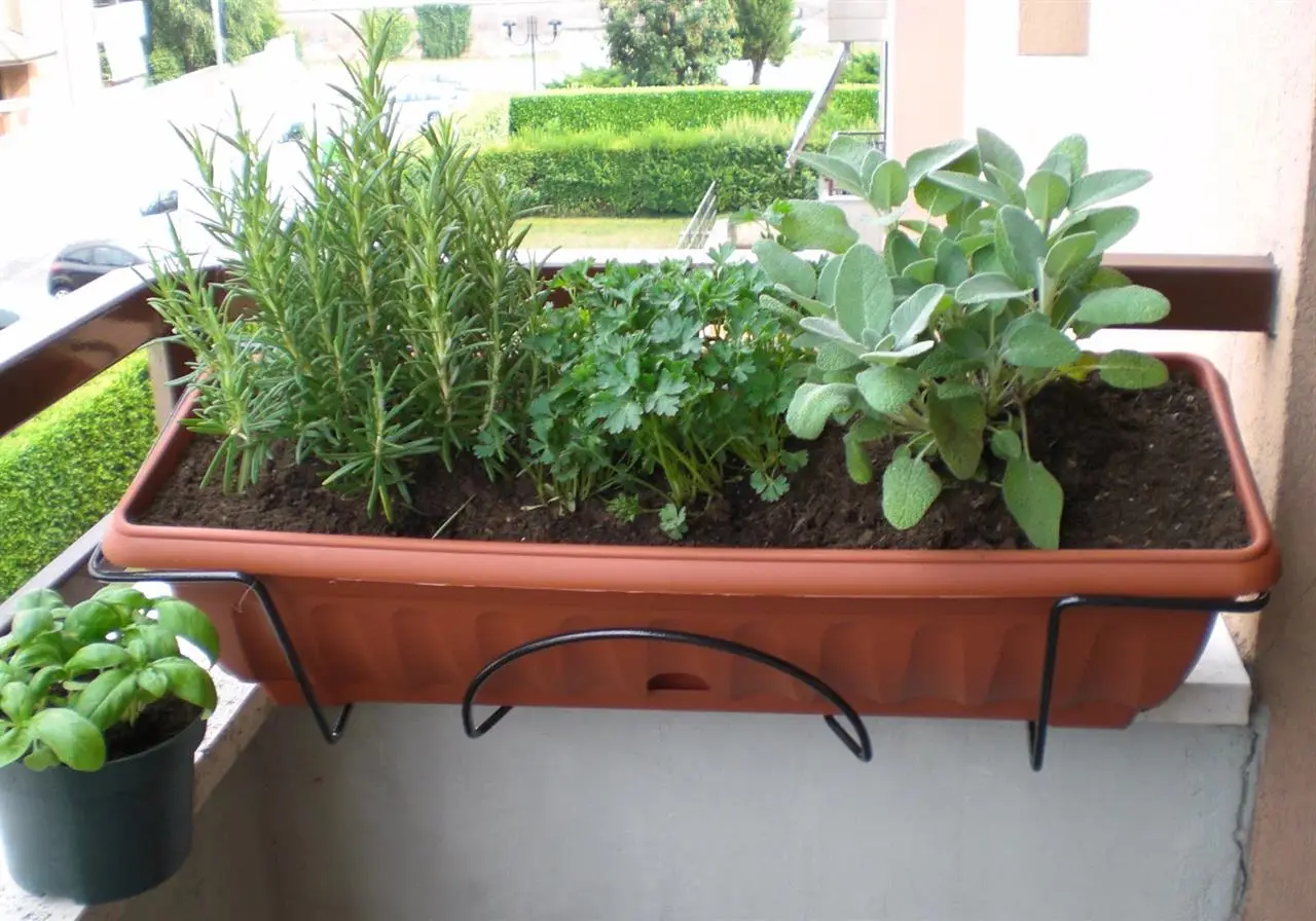 Hai notato palline marroni sulle tue piante: ecco cosa sono e perché compaiono