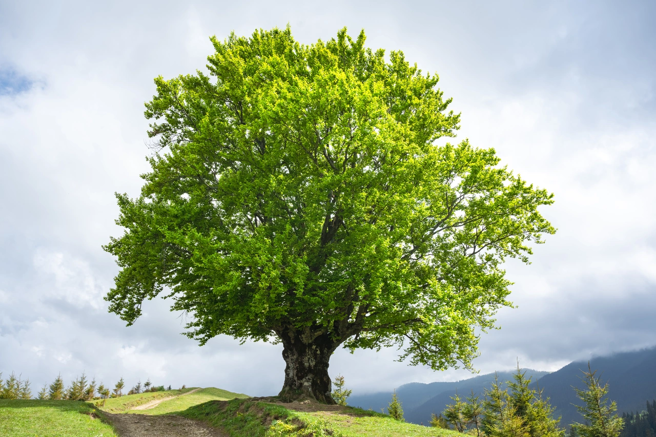 L’albero più costoso al mondo: ecco qual è, se lo hai in giardino puoi diventare ricco