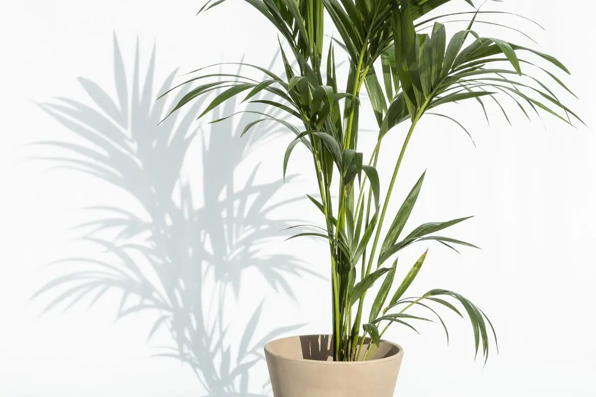 Lo sai che alcune piante rilasciano ossigeno anche di notte? Ecco quali scegliere per la camera da letto