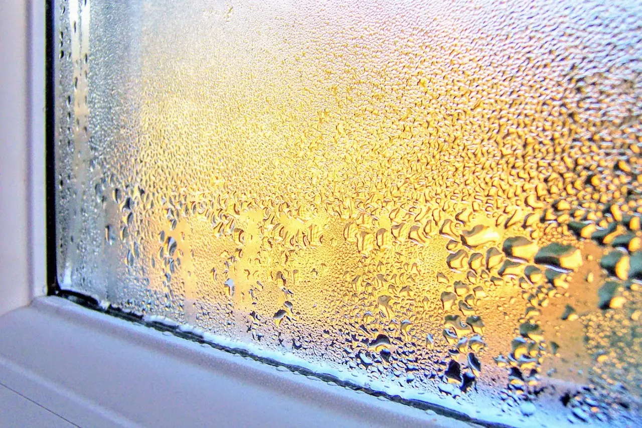 Hai muffa e condensa in casa? Scopri la pianta che elimina l’umidità