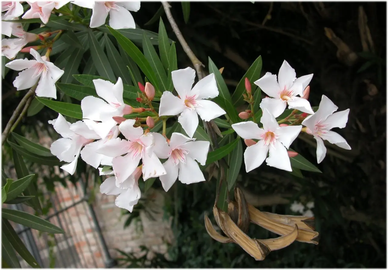 Test pazzesco: quanto sopravvivono le piante senza luce? Ecco la risposta degli esperti