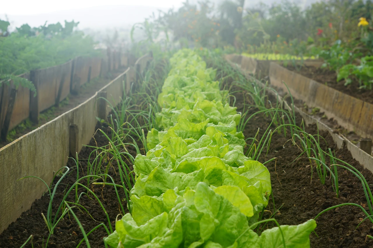 Quando trapiantare le verdure: il segreto per un orto sano