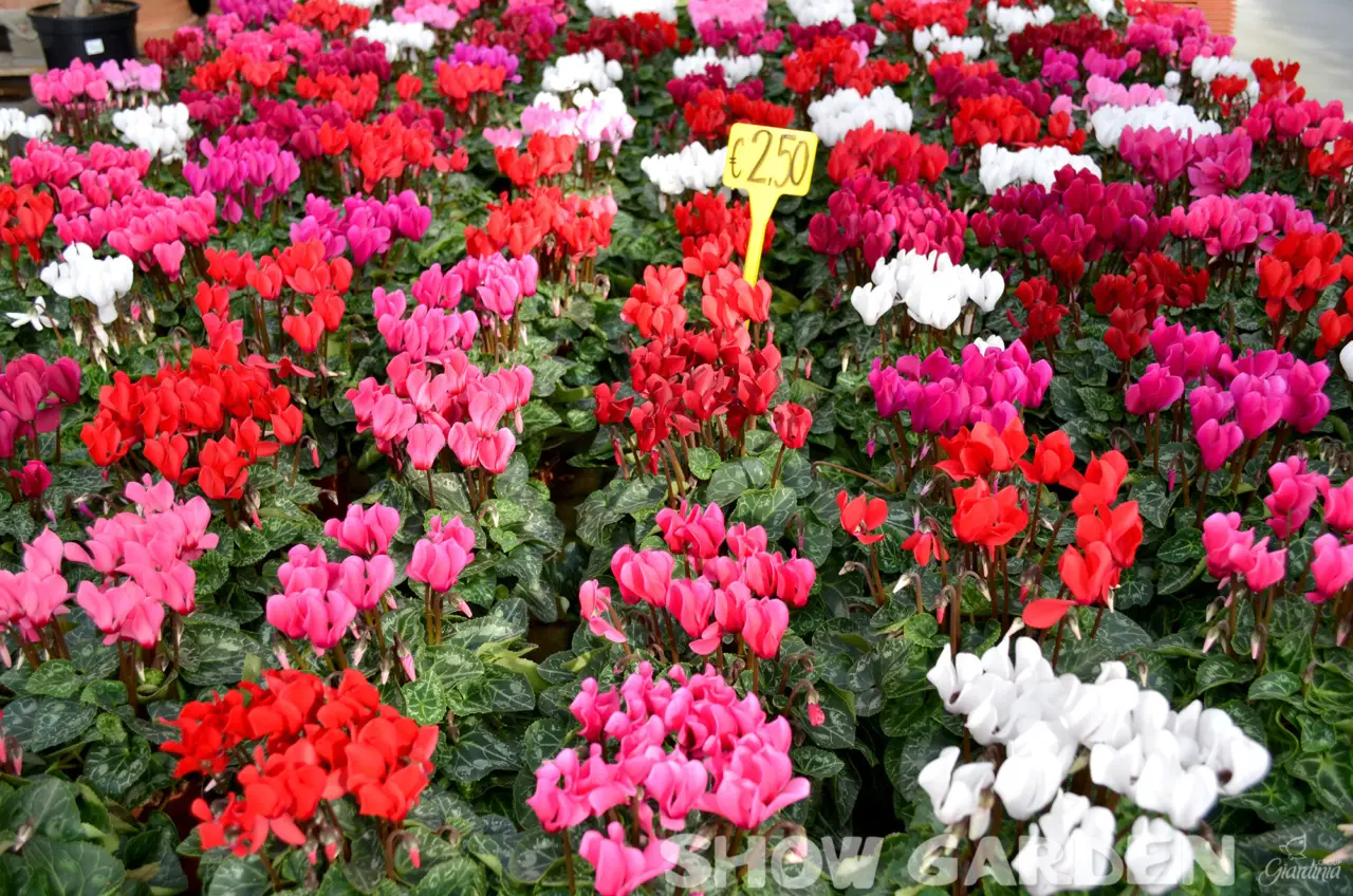 Scopri quali sono i fiori di agosto: ecco la lista