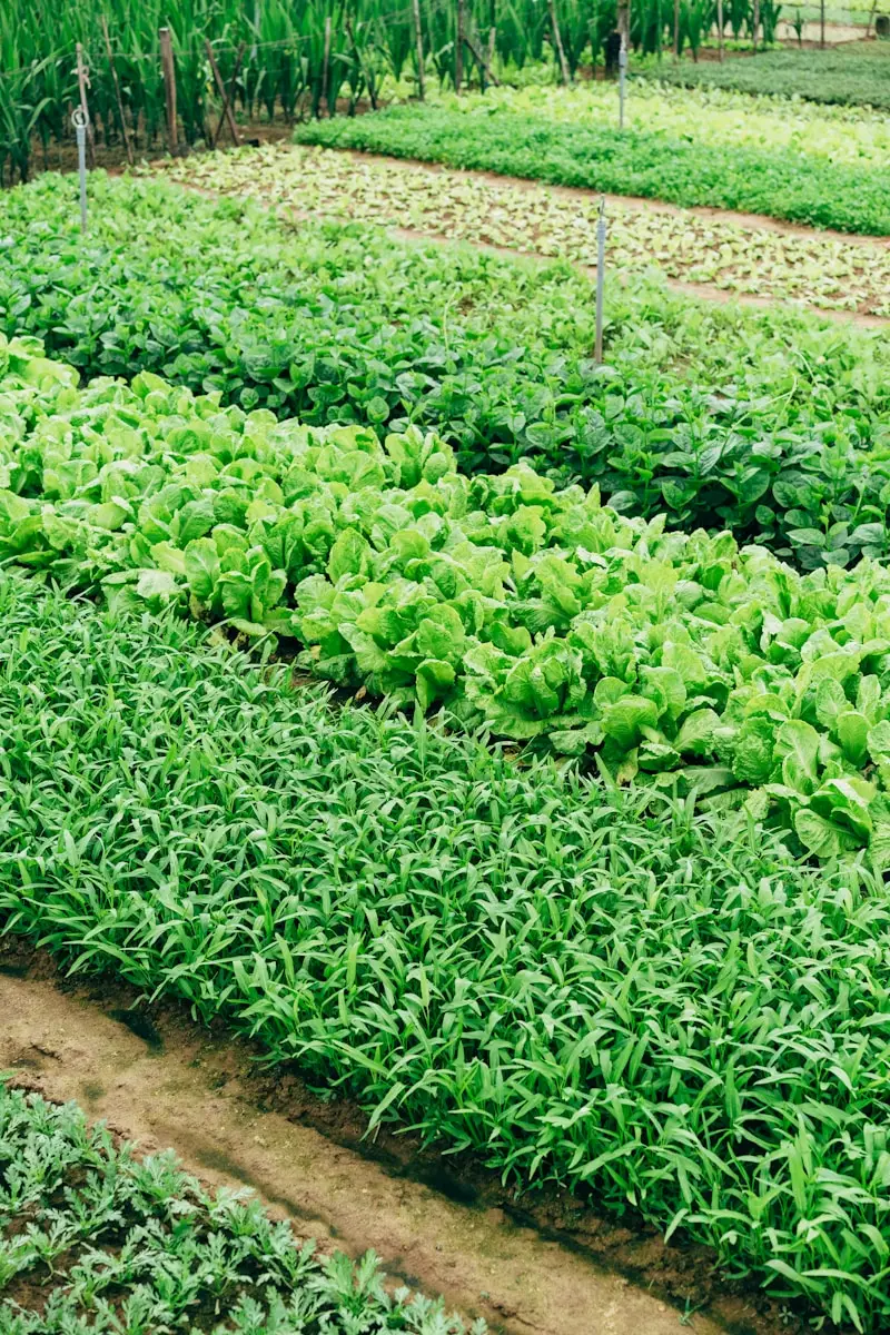 Riesci a elencare tre verdure che spuntano sopra la terra? La sfida per veri esperti dell’orto