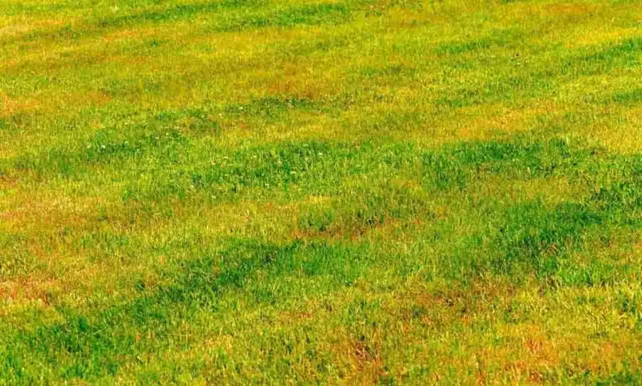 Prato a rotoli secco e ingiallito? Ecco gli errori comuni che stai commettendo