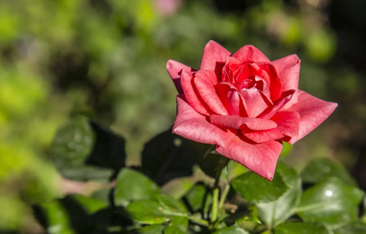 I tuoi boccioli di rosa sono svuotati e rosicchiati? Ecco il parassita colpevole e come eliminarlo