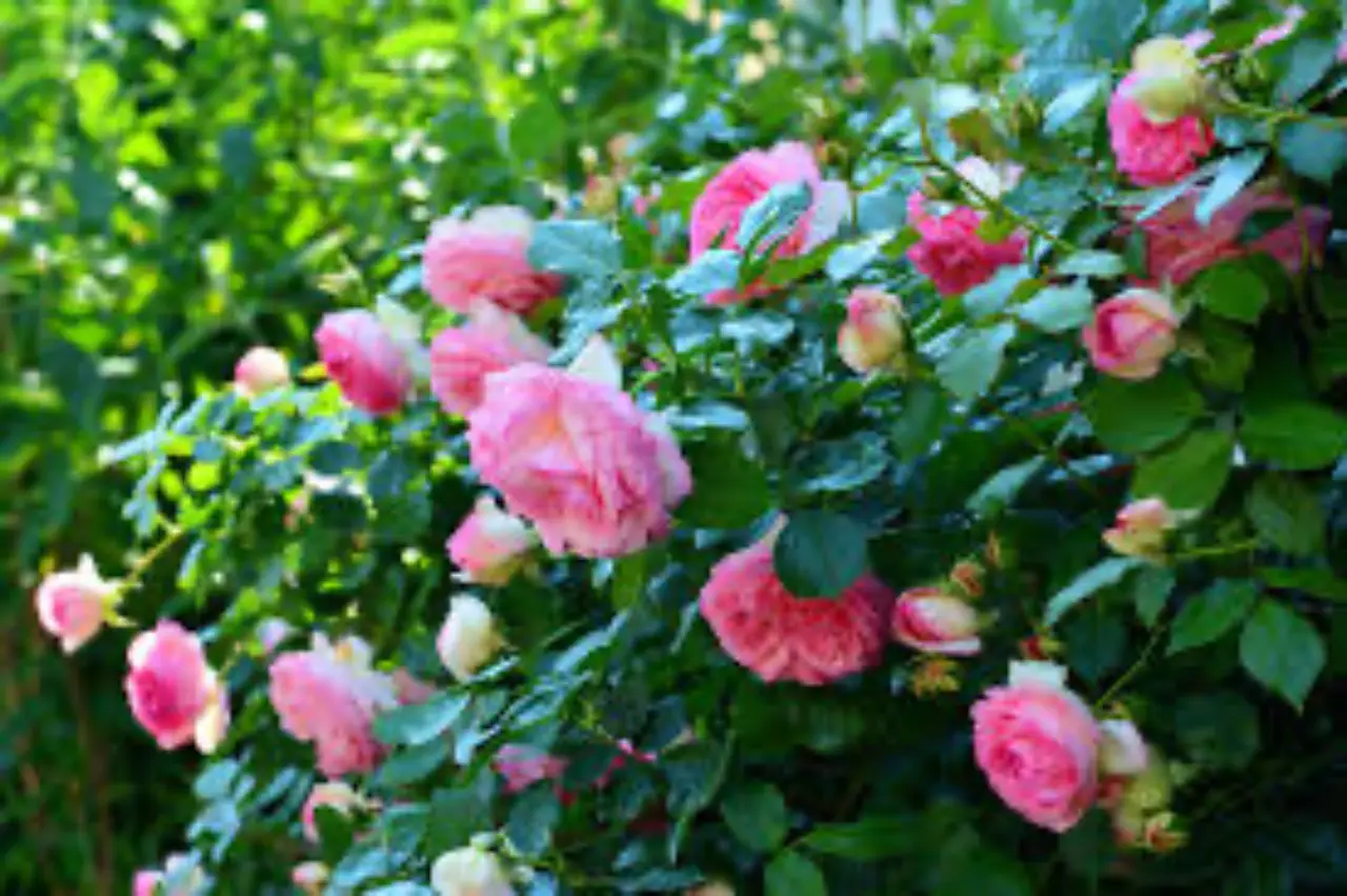 Il tuo giardino ha bisogno di questo profumo: ecco la rosa più intensa del mondo