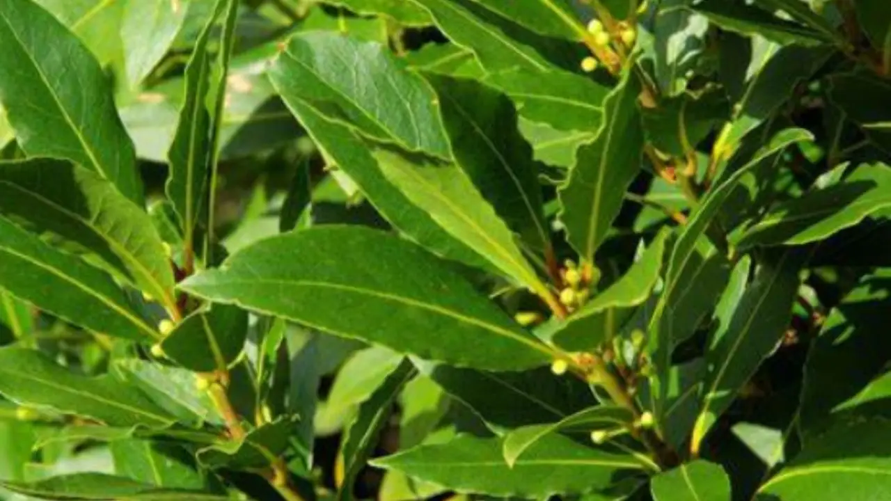 Attenzione a non confondere questa pianta comune con l’alloro: è tossica