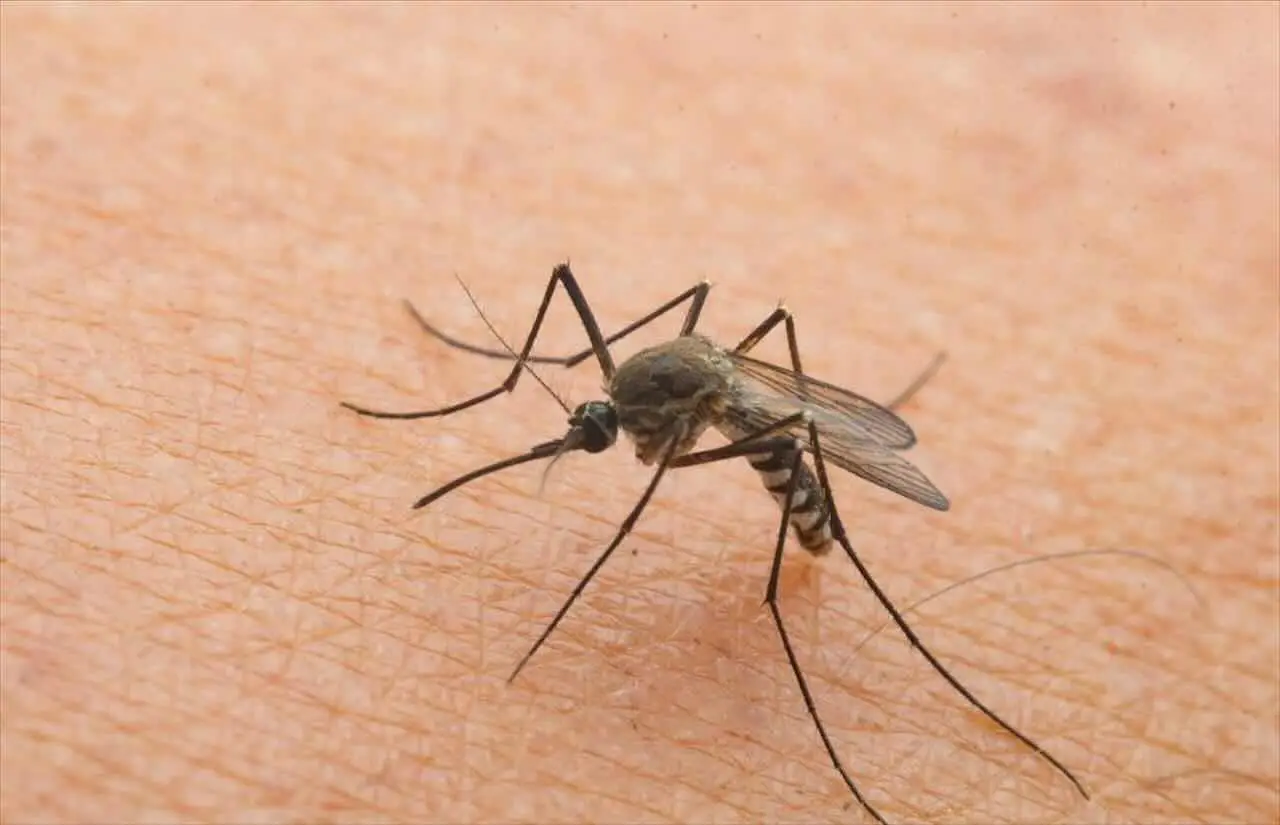 Quanto costa una disinfestazione dalle zanzare? Ecco i prezzi reali