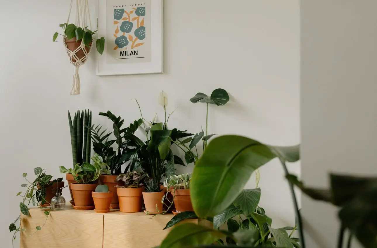 La tua dieffenbachia in casa non purifica davvero l’aria: ecco cosa dicono gli studi