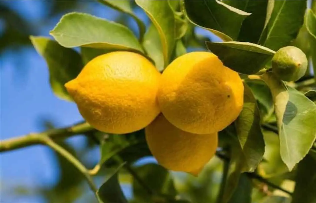 Le foglie del tuo limone in vaso si accartocciano? Ecco l’errore che stai commettendo