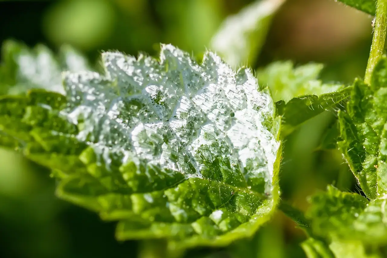 L’infestazione di cocciniglia distrugge le tue piante? Ecco come eliminarla con l’alcool