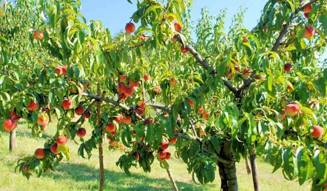 Non trascurare i tuoi alberi da frutto in inverno: ecco i trattamenti essenziali per salvarli