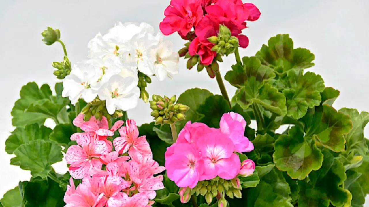 I tuoi gerani stanno morendo? Ecco il parassita invisibile che li attacca e come eliminarlo