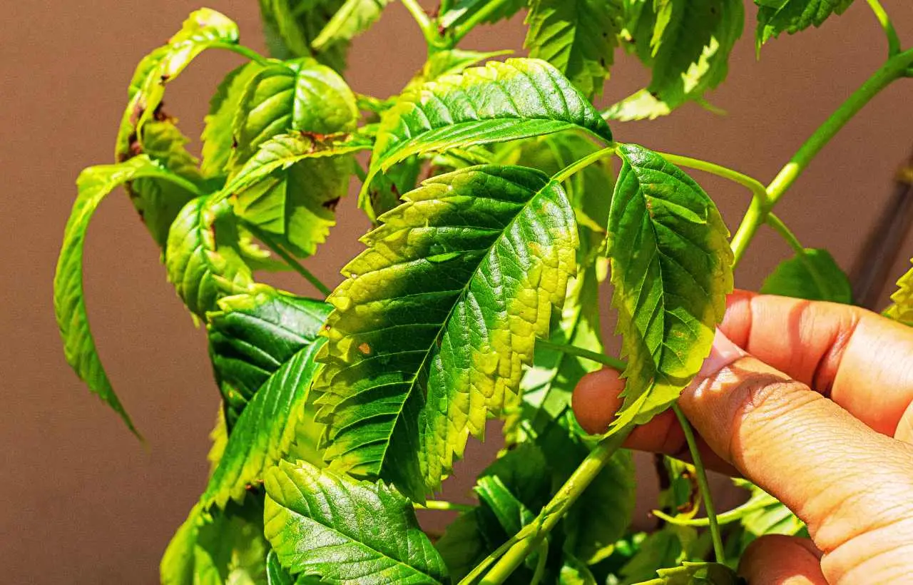 Le tue piante hanno questo aspetto malato? Attenzione ai tripidi, stanno causando danni enormi