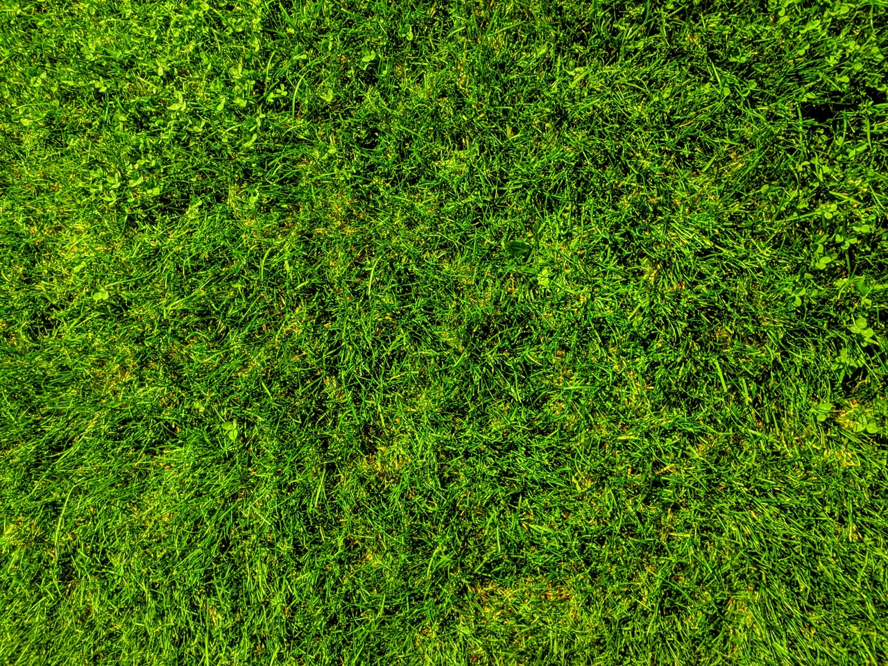 Che erba mettere in giardino? Ecco la varietà più resistente e bella che non si brucia