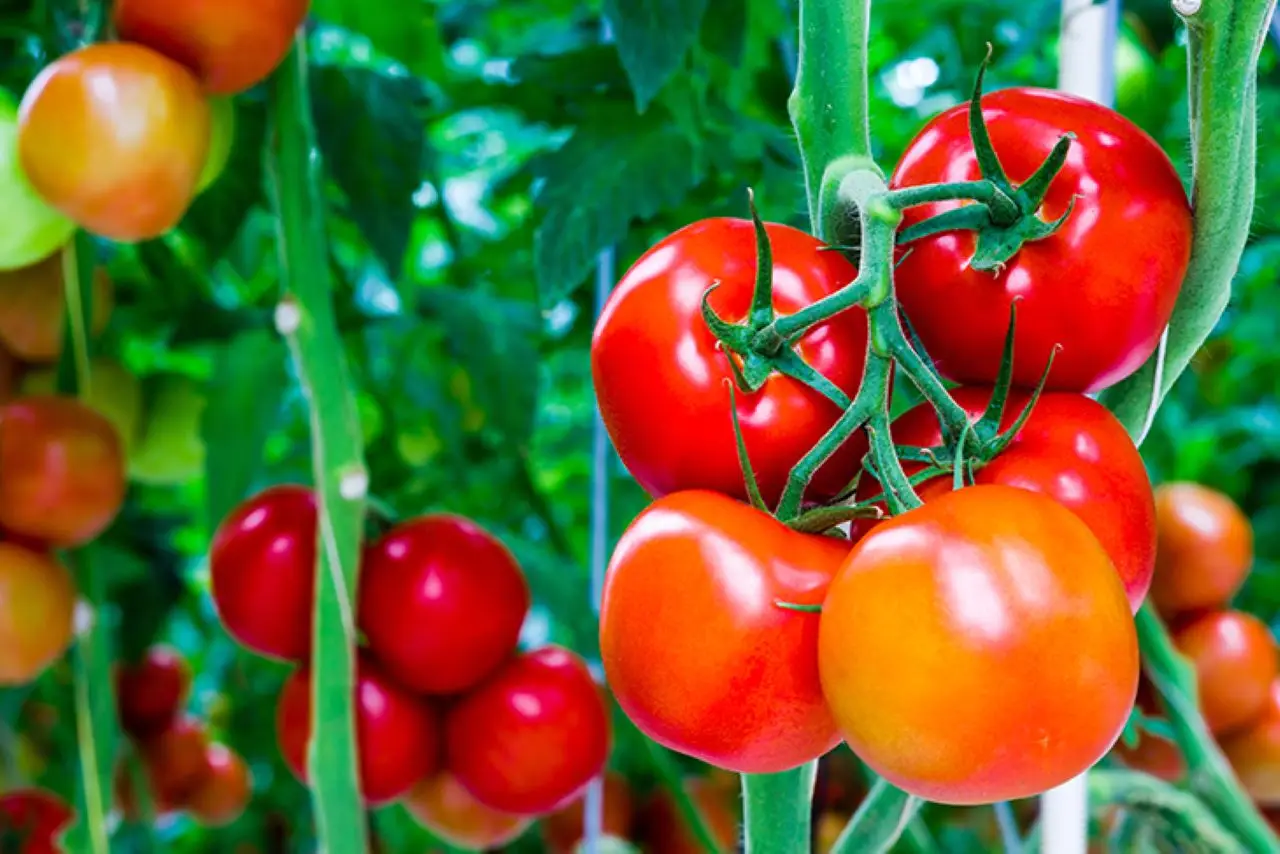 Vuoi coltivare i pomodori ma hai poca luce? Ecco la verità se possono crescere all’ombra