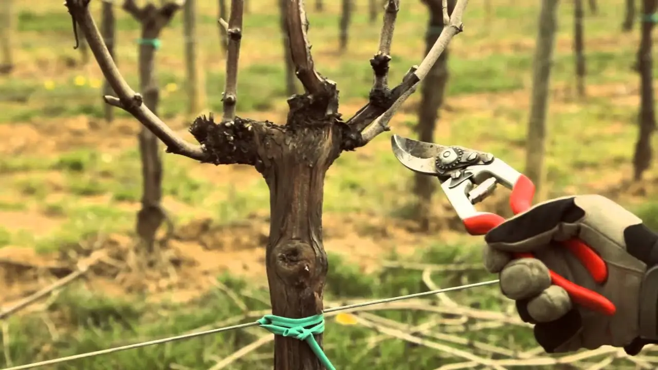 Non disinfetti gli attrezzi da potatura? Stai diffondendo malattie in tutto il giardino